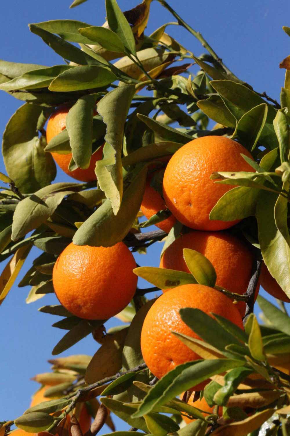              Fruit (Riverside, CA)       